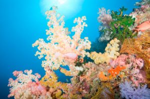 Dive rainbow reef