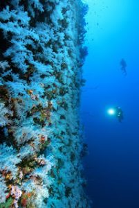 Dive white wall 1