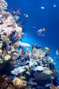 Coral reef fiji