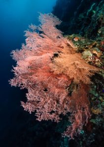 Coral reefs in paradise